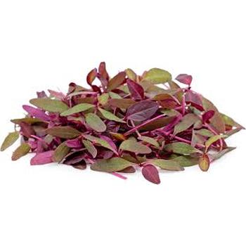 FRESH AMARANTH MICRO LEAF RED
