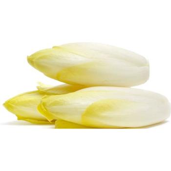 FRESH CHICORY WHITE