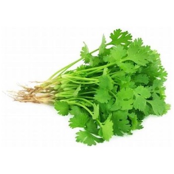 FRESH CORIANDER