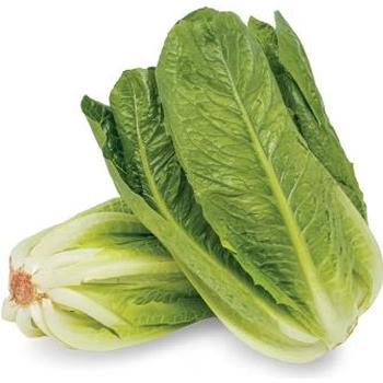 FRESH COS LETTUCE (TURKIYE MARULU)