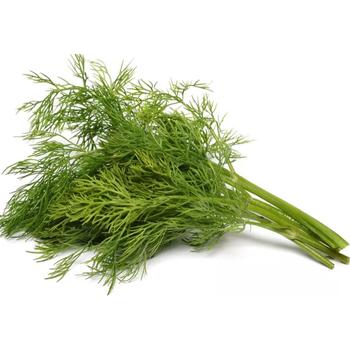FRESH DILL