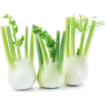 FRESH FENNEL