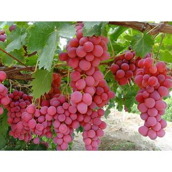 FRESH GRAPES RED LOOSE