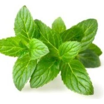 FRESH MINT