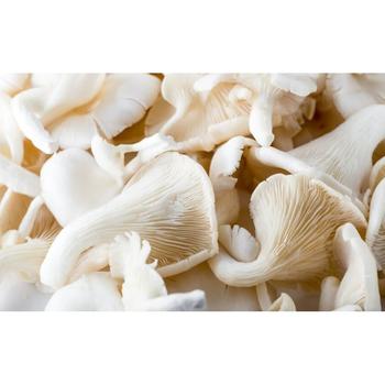 FRESH OYSTER MUSHROOM