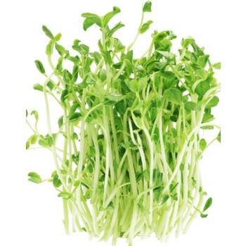 FRESH PEA SHOOT