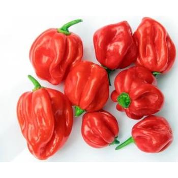 FRESH RED HOT PEPPER SCOTCH BONNET
