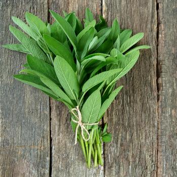FRESH SAGE HERBS