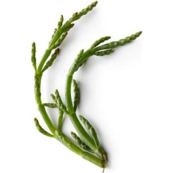 FRESH SAMPHIRE SALICORNIA
