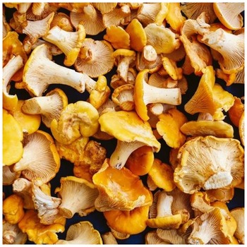 FRESH WILD MUSHROOM