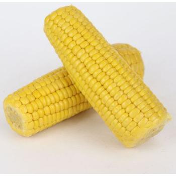 PREMIUM CORN ON THE COB (48)